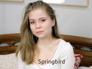 Springbird